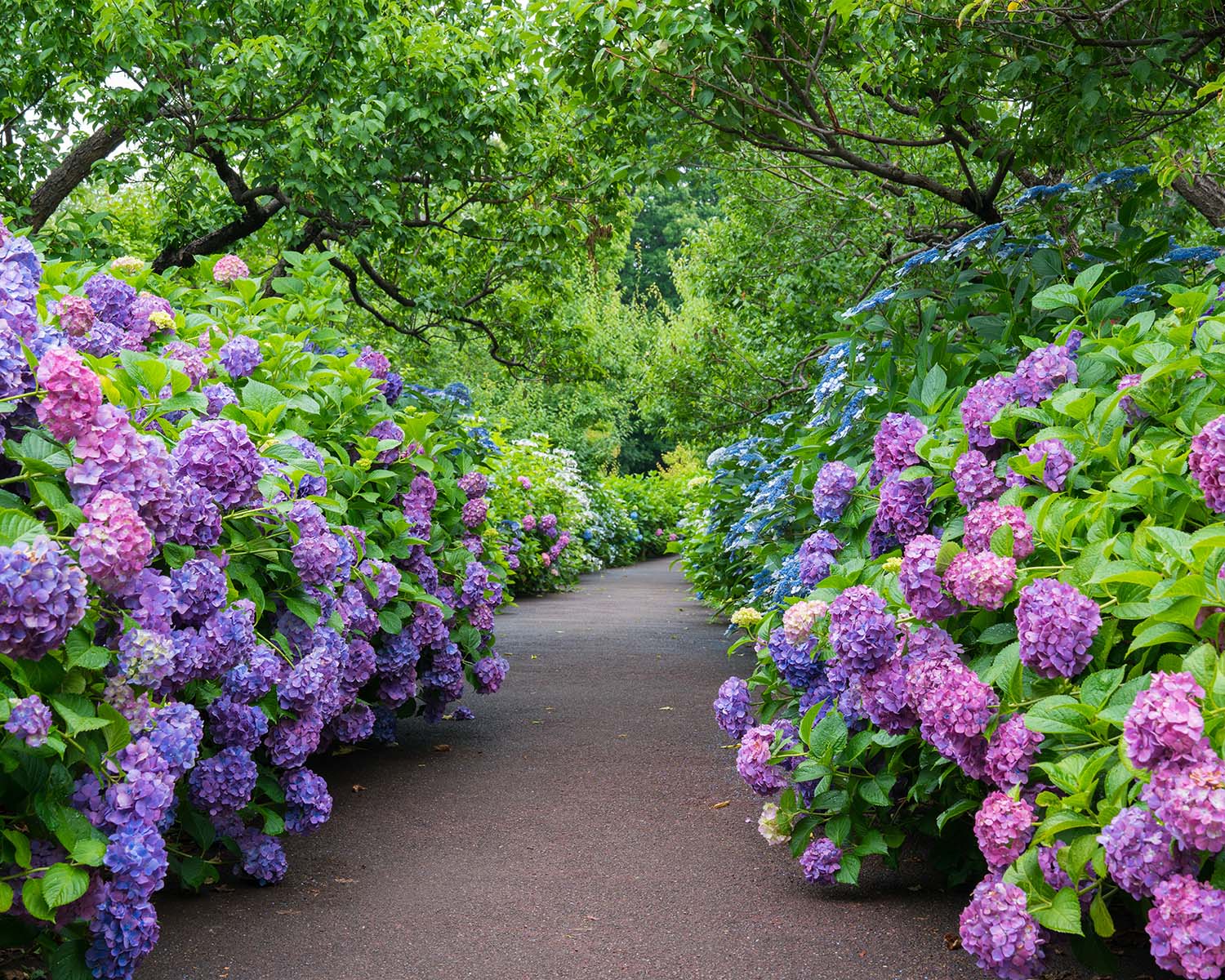 紫陽花寺（資福寺）の写真