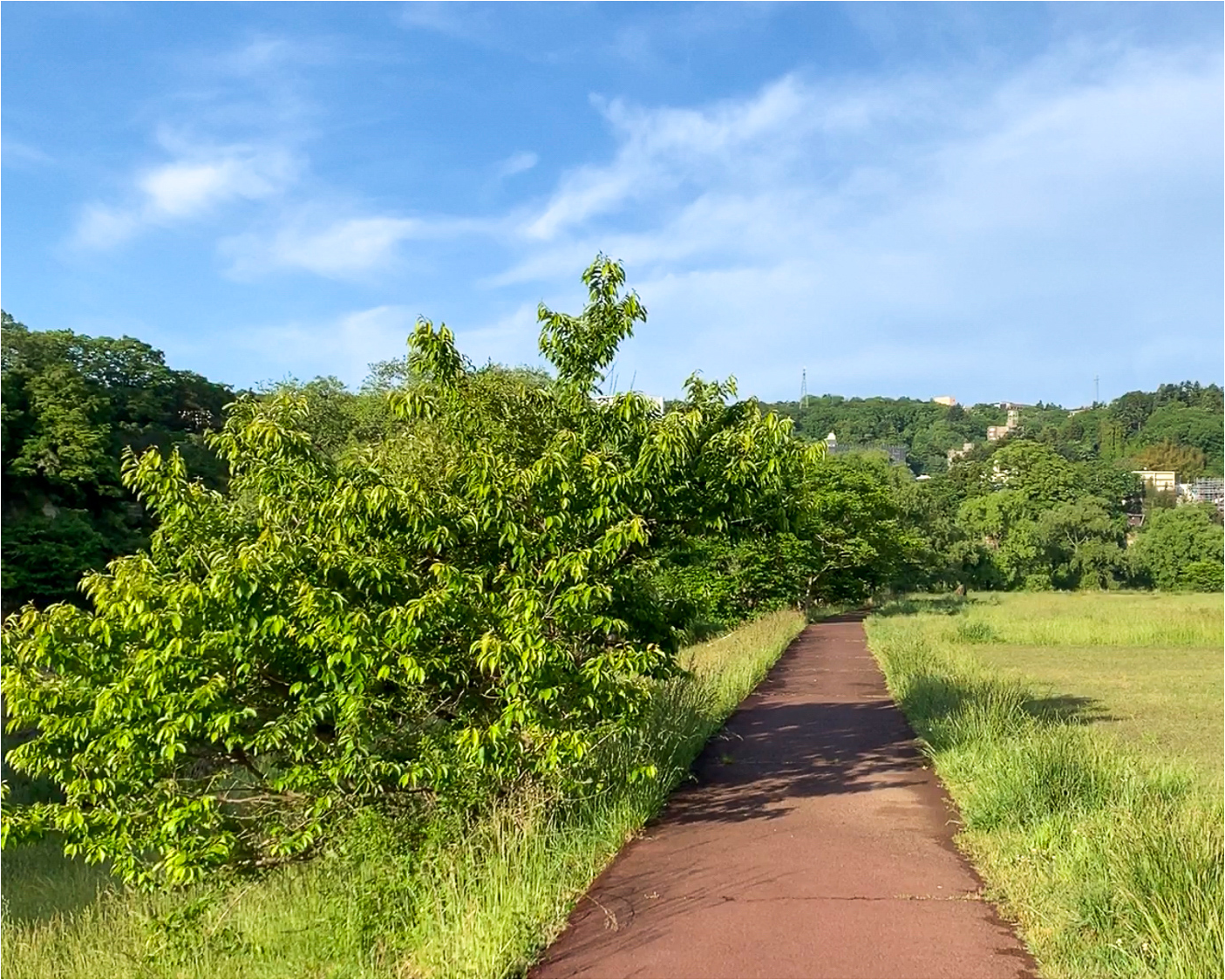 河川敷の写真