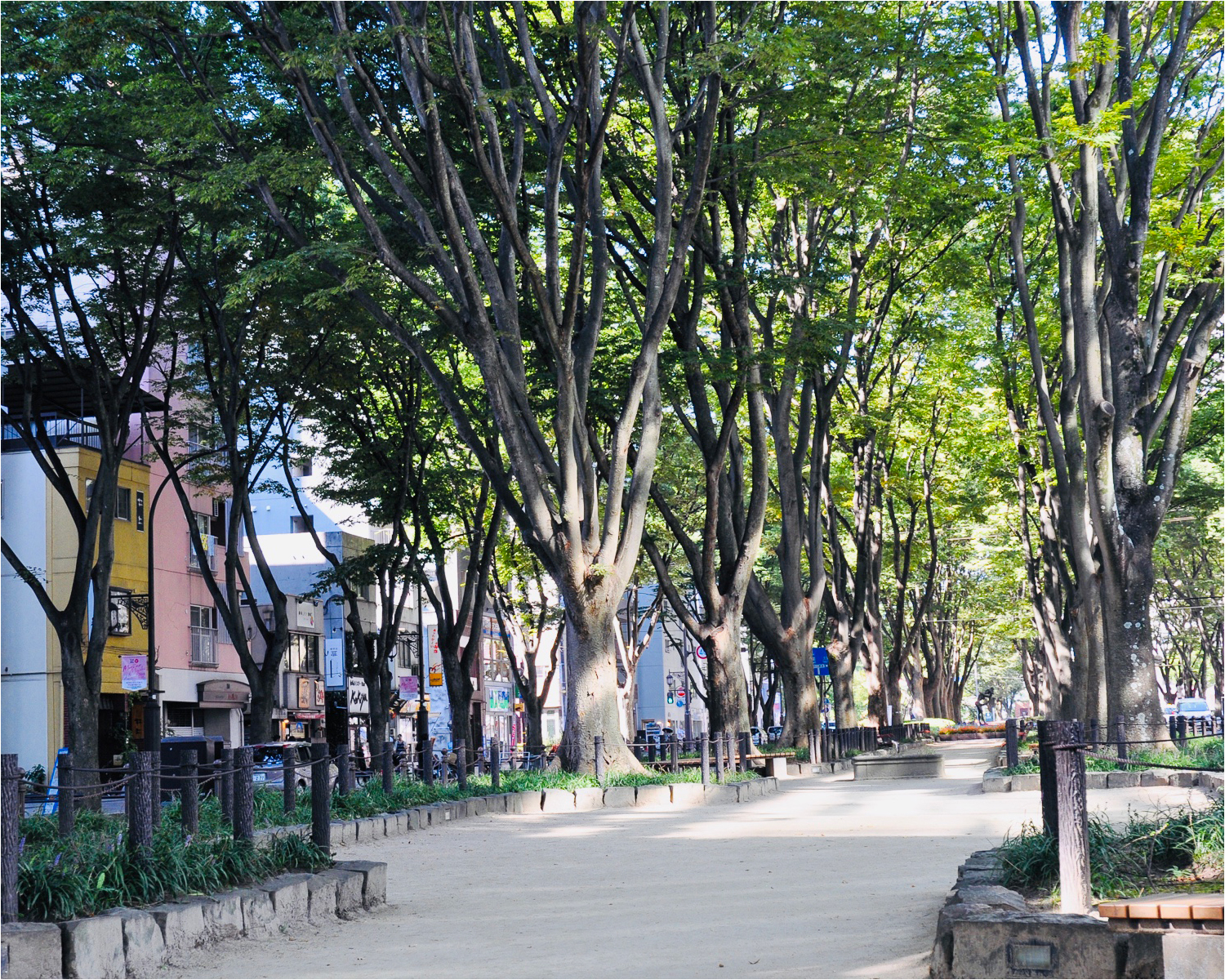 定禅寺通の街路樹の写真